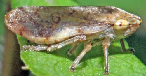 Philaenus spumarius